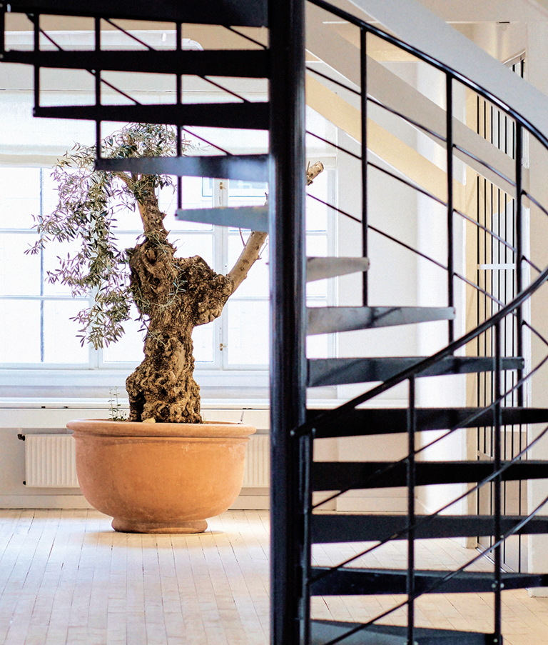 Stairs in an office with a large plant behind it