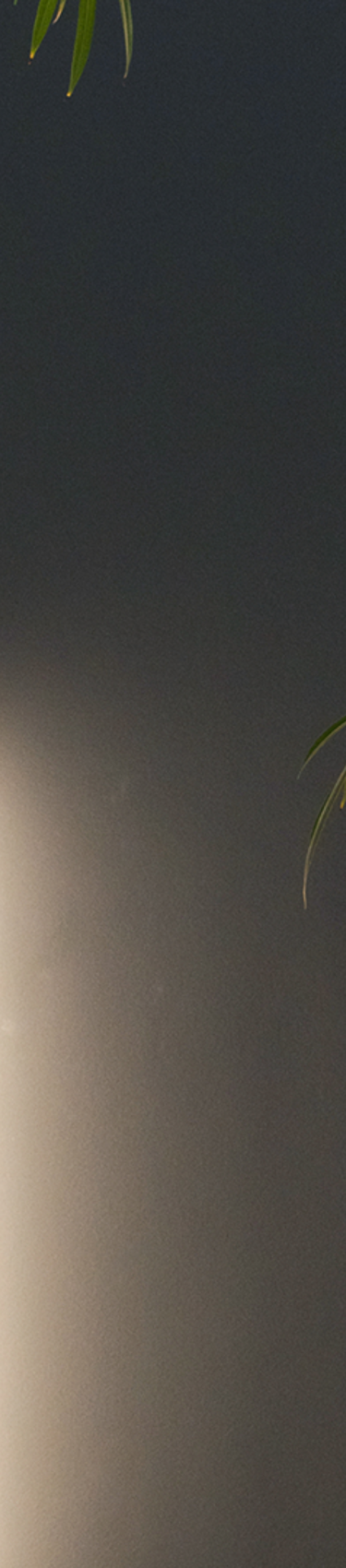 Three lights in 7N's Copenhagen office in Denmark with a tree next to them