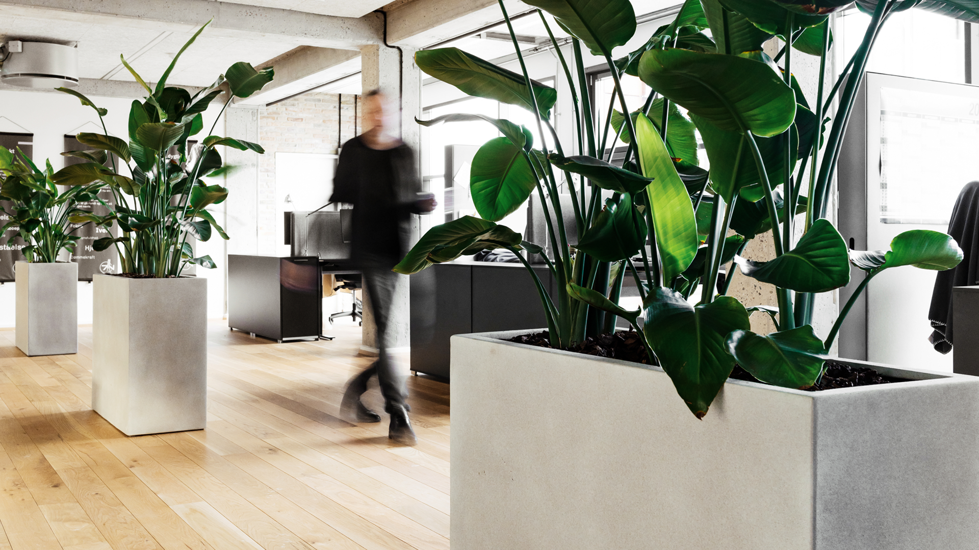 Man walking in an office with plants in the foreground in the Aarhus Office 